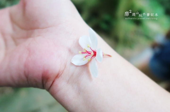 桃園大溪賞花一日遊~廣豐公園藍花楹百合 十一指古道油桐花 玫瑰山谷 湳溝客家麵  小玲冰果室