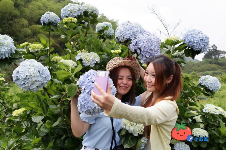 【台北景點】2016.5.15花況 陽明山秘境 高家繡球花園 竹子湖 水車寮步道 近湖田國小