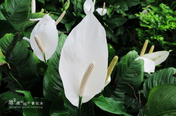 桃園大溪賞花一日遊~廣豐公園藍花楹百合 十一指古道油桐花 玫瑰山谷 湳溝客家麵  小玲冰果室