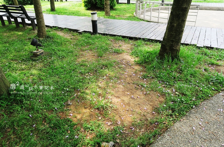 桃園大溪賞花一日遊~廣豐公園藍花楹百合 十一指古道油桐花 玫瑰山谷 湳溝客家麵  小玲冰果室