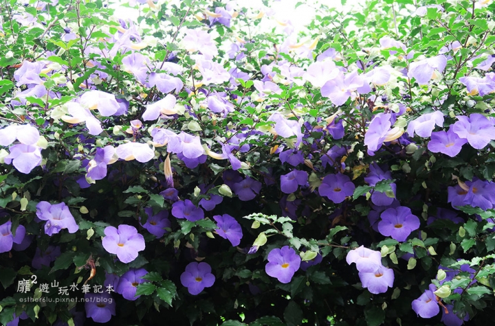 桃園大溪賞花一日遊~廣豐公園藍花楹百合 十一指古道油桐花 玫瑰山谷 湳溝客家麵  小玲冰果室