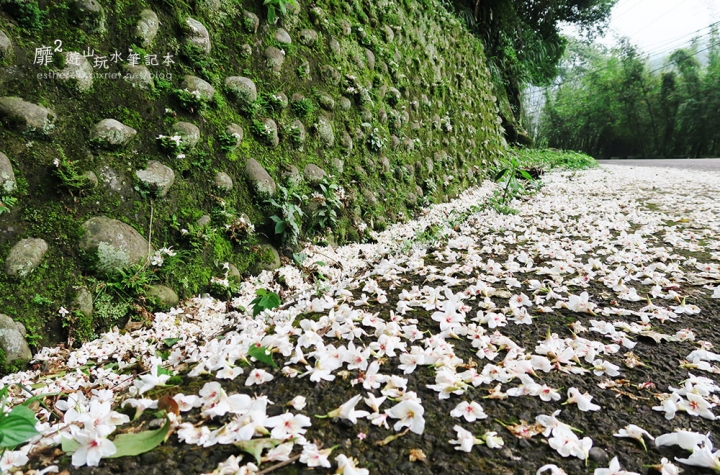 桃園大溪賞花一日遊~廣豐公園藍花楹百合 十一指古道油桐花 玫瑰山谷 湳溝客家麵  小玲冰果室