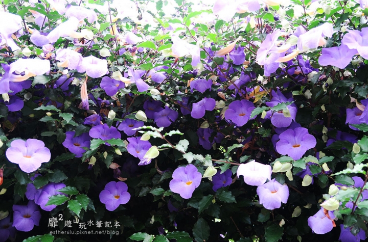 桃園大溪賞花一日遊~廣豐公園藍花楹百合 十一指古道油桐花 玫瑰山谷 湳溝客家麵  小玲冰果室