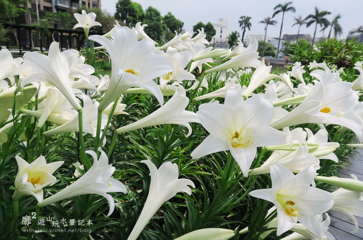 桃園大溪賞花一日遊~廣豐公園藍花楹百合 十一指古道油桐花 玫瑰山谷 湳溝客家麵  小玲冰果室