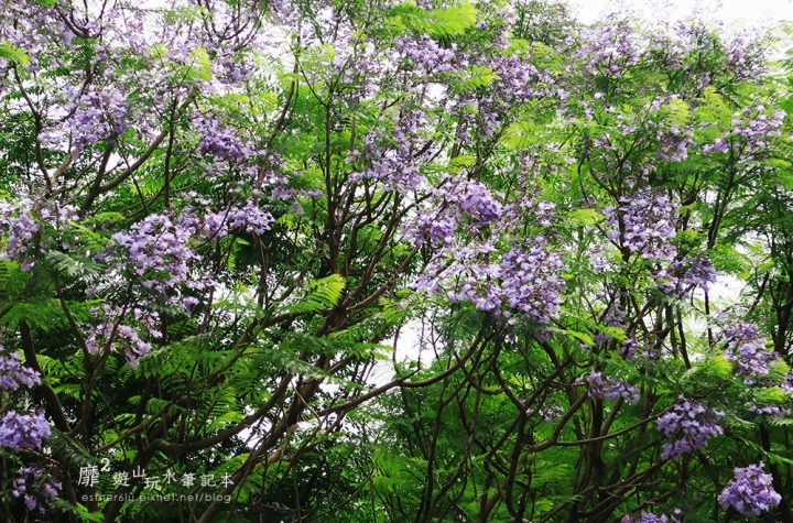 桃園大溪賞花一日遊~廣豐公園藍花楹百合 十一指古道油桐花 玫瑰山谷 湳溝客家麵  小玲冰果室