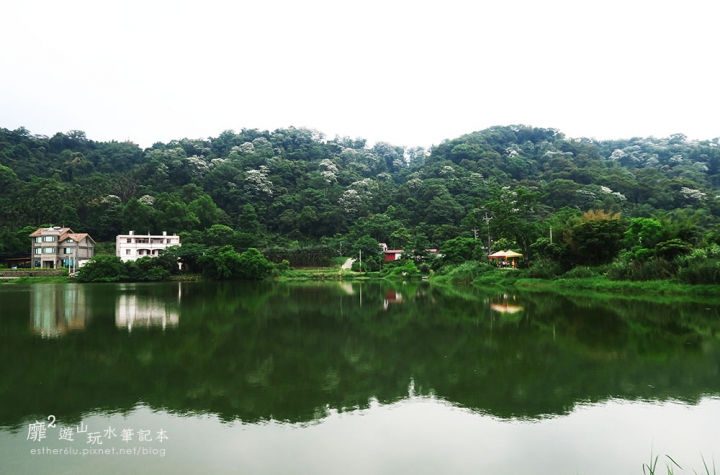 桃園大溪賞花一日遊~廣豐公園藍花楹百合 十一指古道油桐花 玫瑰山谷 湳溝客家麵  小玲冰果室