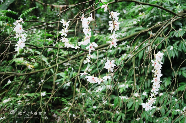 桃園大溪賞花一日遊~廣豐公園藍花楹百合 十一指古道油桐花 玫瑰山谷 湳溝客家麵  小玲冰果室