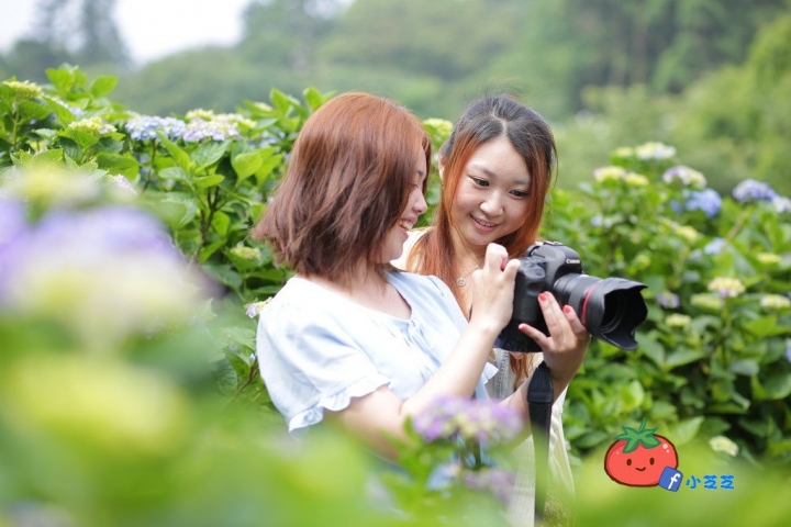 【台北景點】2016.5.15花況 陽明山秘境 高家繡球花園 竹子湖 水車寮步道 近湖田國小