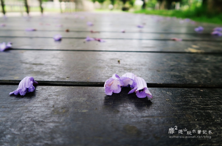 桃園大溪賞花一日遊~廣豐公園藍花楹百合 十一指古道油桐花 玫瑰山谷 湳溝客家麵  小玲冰果室