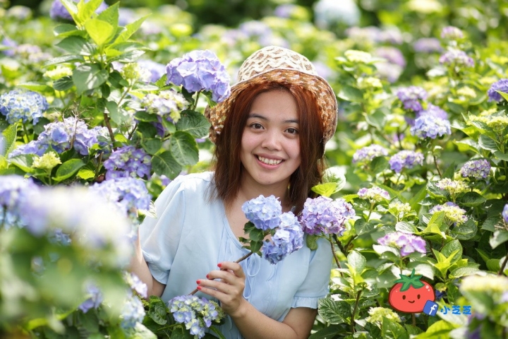 【台北景點】2016.5.15花況 陽明山秘境 高家繡球花園 竹子湖 水車寮步道 近湖田國小