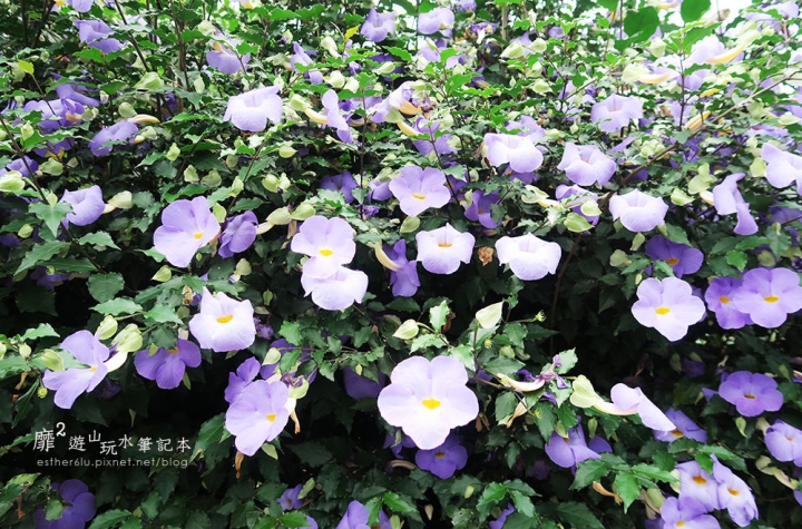 桃園大溪賞花一日遊~廣豐公園藍花楹百合 十一指古道油桐花 玫瑰山谷 湳溝客家麵  小玲冰果室