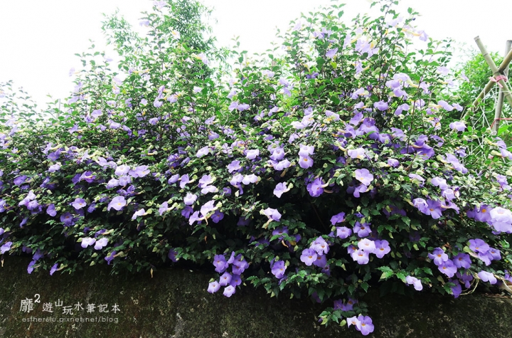 桃園大溪賞花一日遊~廣豐公園藍花楹百合 十一指古道油桐花 玫瑰山谷 湳溝客家麵  小玲冰果室