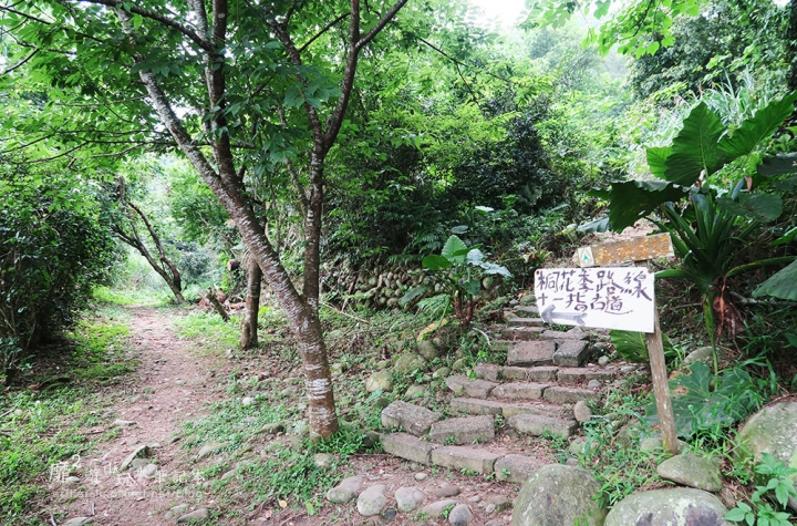桃園大溪賞花一日遊~廣豐公園藍花楹百合 十一指古道油桐花 玫瑰山谷 湳溝客家麵  小玲冰果室