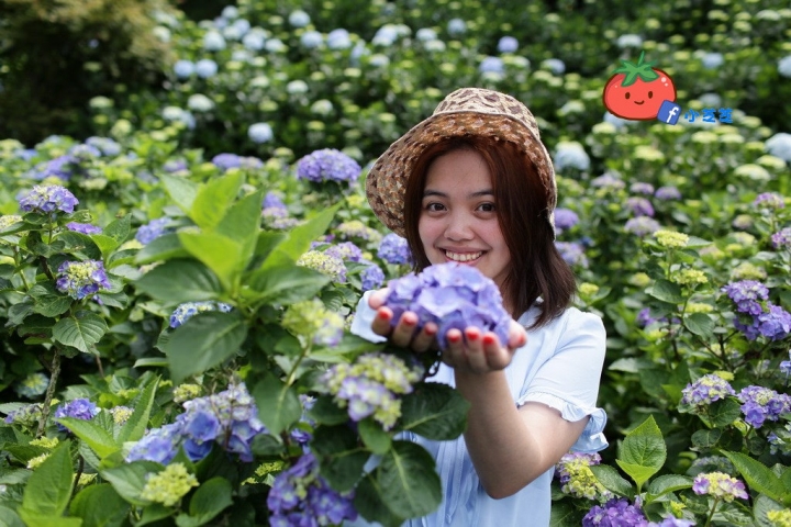 【台北景點】2016.5.15花況 陽明山秘境 高家繡球花園 竹子湖 水車寮步道 近湖田國小