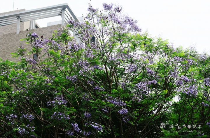 桃園大溪賞花一日遊~廣豐公園藍花楹百合 十一指古道油桐花 玫瑰山谷 湳溝客家麵  小玲冰果室