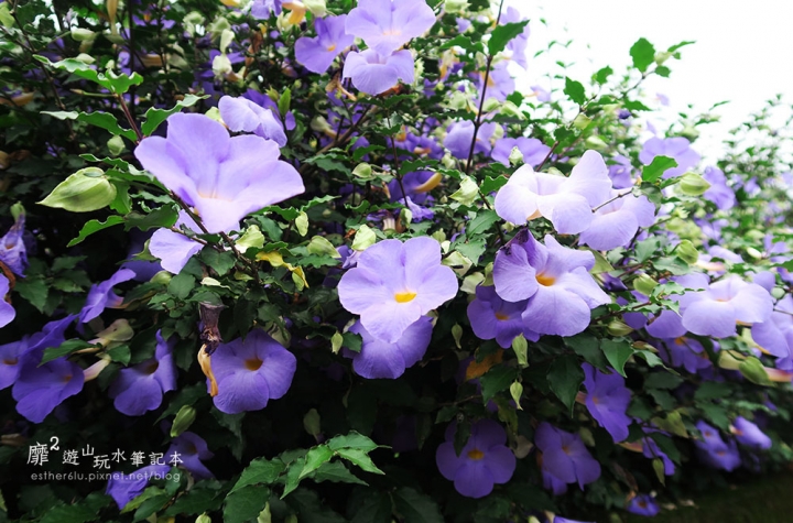 桃園大溪賞花一日遊~廣豐公園藍花楹百合 十一指古道油桐花 玫瑰山谷 湳溝客家麵  小玲冰果室