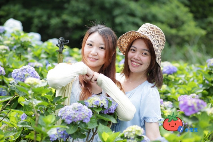 【台北景點】2016.5.15花況 陽明山秘境 高家繡球花園 竹子湖 水車寮步道 近湖田國小