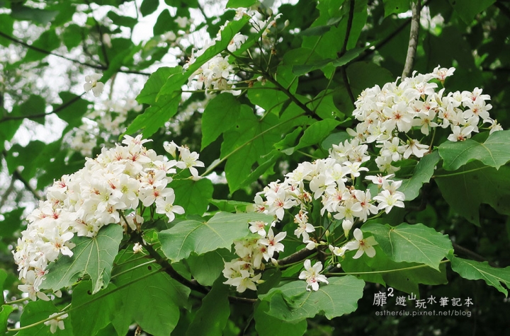 桃園大溪賞花一日遊~廣豐公園藍花楹百合 十一指古道油桐花 玫瑰山谷 湳溝客家麵  小玲冰果室