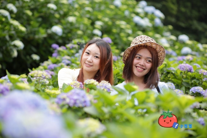【台北景點】2016.5.15花況 陽明山秘境 高家繡球花園 竹子湖 水車寮步道 近湖田國小