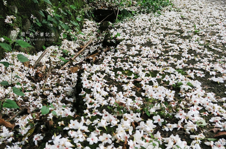 桃園大溪賞花一日遊~廣豐公園藍花楹百合 十一指古道油桐花 玫瑰山谷 湳溝客家麵  小玲冰果室