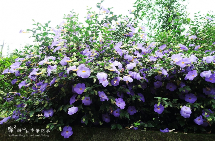 桃園大溪賞花一日遊~廣豐公園藍花楹百合 十一指古道油桐花 玫瑰山谷 湳溝客家麵  小玲冰果室