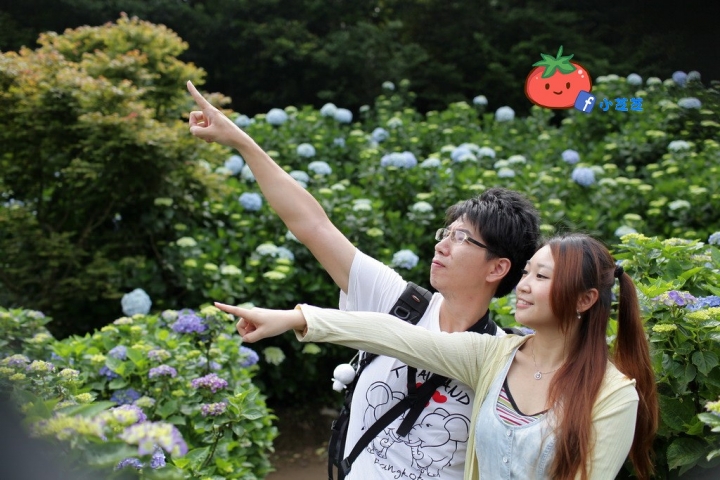 【台北景點】2016.5.15花況 陽明山秘境 高家繡球花園 竹子湖 水車寮步道 近湖田國小