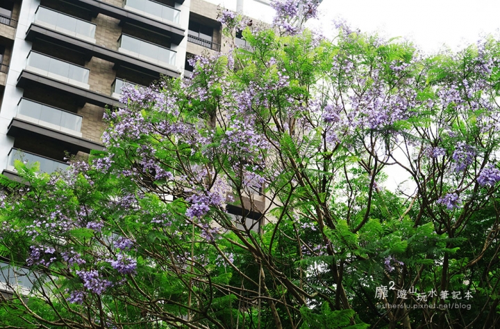 桃園大溪賞花一日遊~廣豐公園藍花楹百合 十一指古道油桐花 玫瑰山谷 湳溝客家麵  小玲冰果室