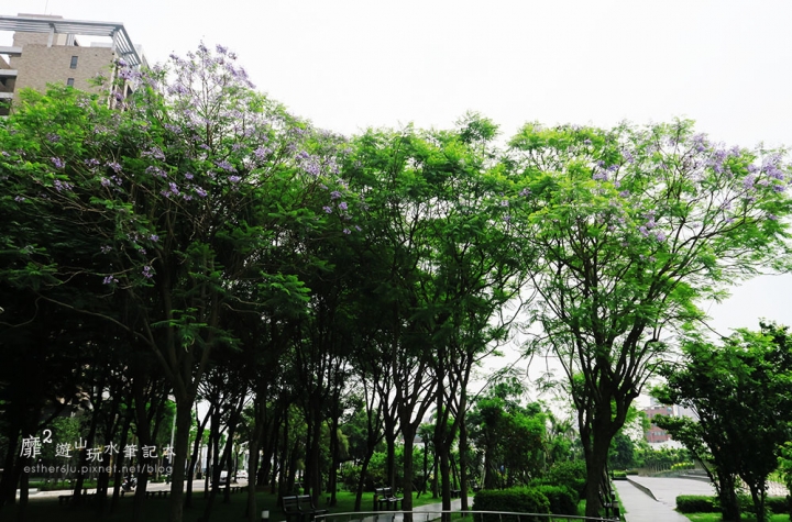 桃園大溪賞花一日遊~廣豐公園藍花楹百合 十一指古道油桐花 玫瑰山谷 湳溝客家麵  小玲冰果室