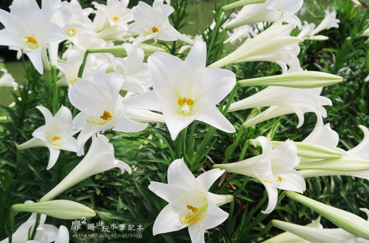 桃園大溪賞花一日遊~廣豐公園藍花楹百合 十一指古道油桐花 玫瑰山谷 湳溝客家麵  小玲冰果室