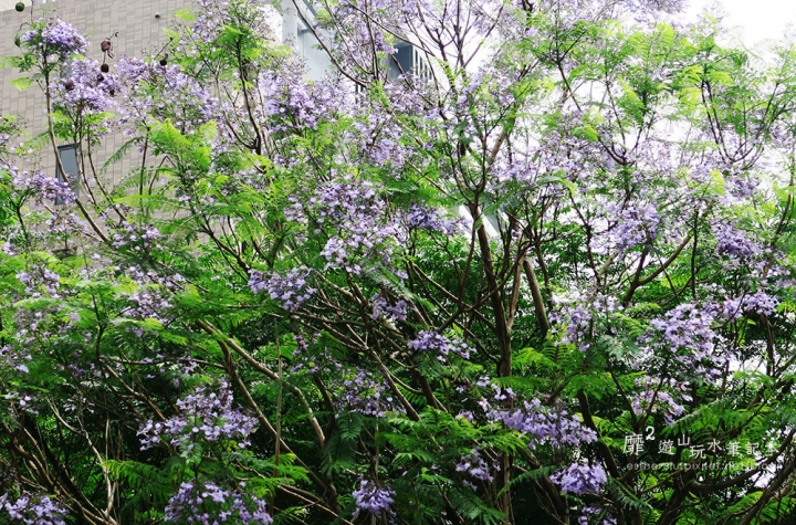 桃園大溪賞花一日遊~廣豐公園藍花楹百合 十一指古道油桐花 玫瑰山谷 湳溝客家麵  小玲冰果室