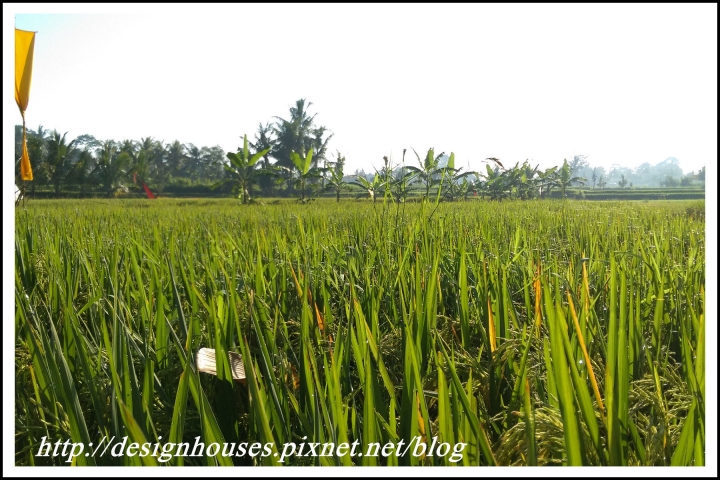 [峇里島 Bali住宿推薦] Ubud Padi villas 烏布帕迪別墅｜獨棟稻田景VILLA房型、特色早餐自由行
