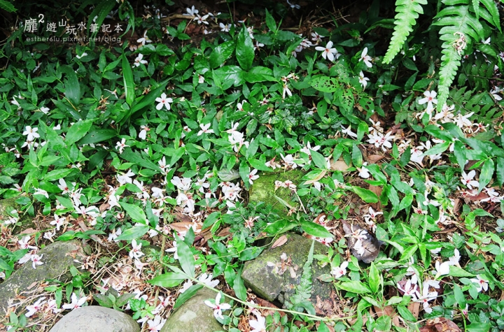 桃園大溪賞花一日遊~廣豐公園藍花楹百合 十一指古道油桐花 玫瑰山谷 湳溝客家麵  小玲冰果室