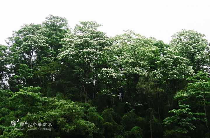 桃園大溪賞花一日遊~廣豐公園藍花楹百合 十一指古道油桐花 玫瑰山谷 湳溝客家麵  小玲冰果室