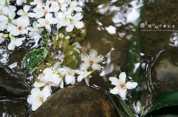 土城桐花季~石門路賞桐花