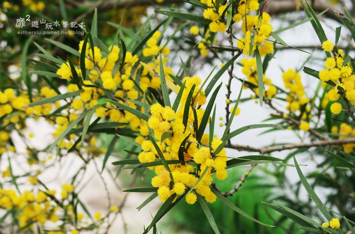 桃園大溪賞花一日遊~廣豐公園藍花楹百合 十一指古道油桐花 玫瑰山谷 湳溝客家麵  小玲冰果室