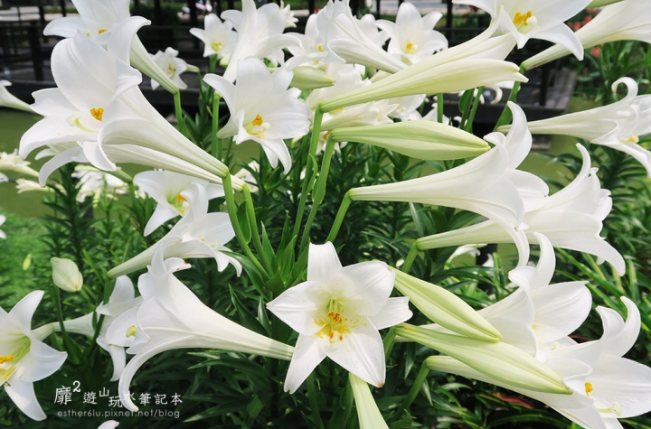 桃園大溪賞花一日遊~廣豐公園藍花楹百合 十一指古道油桐花 玫瑰山谷 湳溝客家麵  小玲冰果室