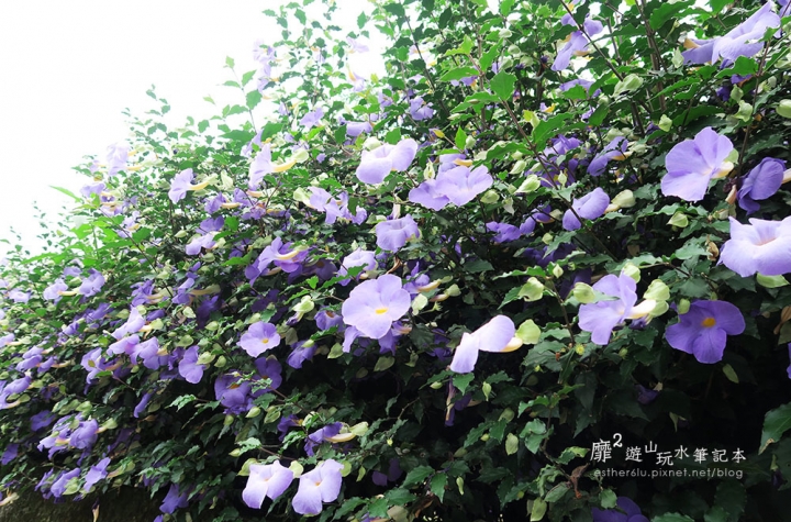 桃園大溪賞花一日遊~廣豐公園藍花楹百合 十一指古道油桐花 玫瑰山谷 湳溝客家麵  小玲冰果室