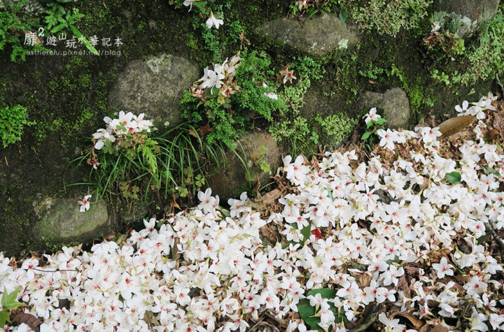 桃園大溪賞花一日遊~廣豐公園藍花楹百合 十一指古道油桐花 玫瑰山谷 湳溝客家麵  小玲冰果室