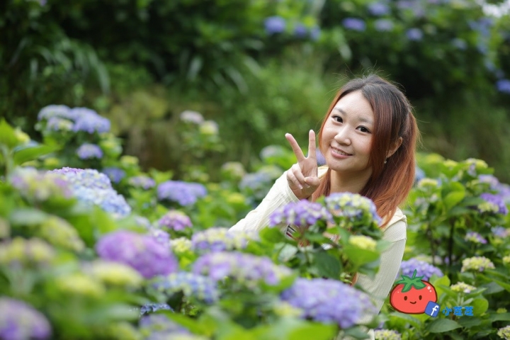 【台北景點】2016.5.15花況 陽明山秘境 高家繡球花園 竹子湖 水車寮步道 近湖田國小