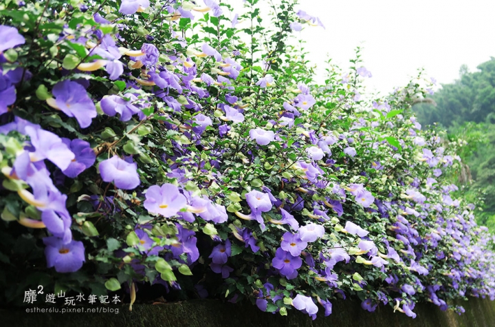 桃園大溪賞花一日遊~廣豐公園藍花楹百合 十一指古道油桐花 玫瑰山谷 湳溝客家麵  小玲冰果室