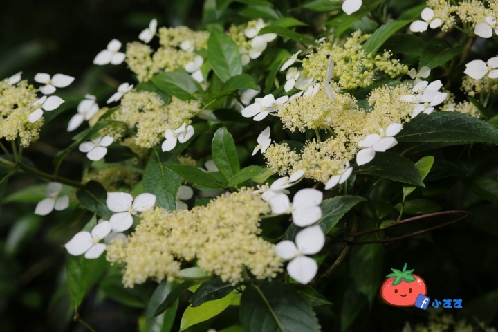 【台北景點】2016.5.15花況 陽明山秘境 高家繡球花園 竹子湖 水車寮步道 近湖田國小