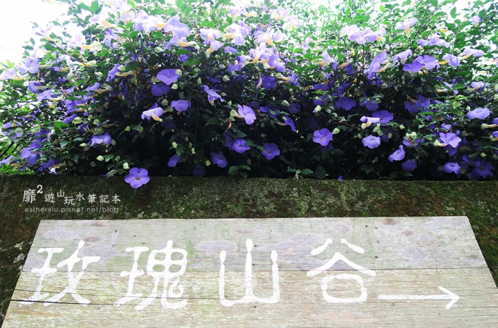 桃園大溪賞花一日遊~廣豐公園藍花楹百合 十一指古道油桐花 玫瑰山谷 湳溝客家麵  小玲冰果室
