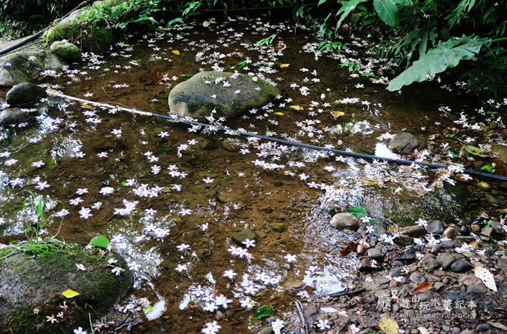 桃園大溪賞花一日遊~廣豐公園藍花楹百合 十一指古道油桐花 玫瑰山谷 湳溝客家麵  小玲冰果室