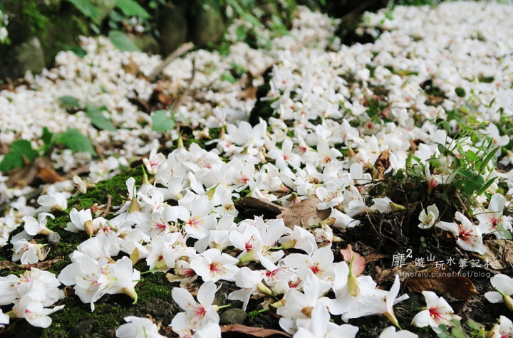 桃園大溪賞花一日遊~廣豐公園藍花楹百合 十一指古道油桐花 玫瑰山谷 湳溝客家麵  小玲冰果室