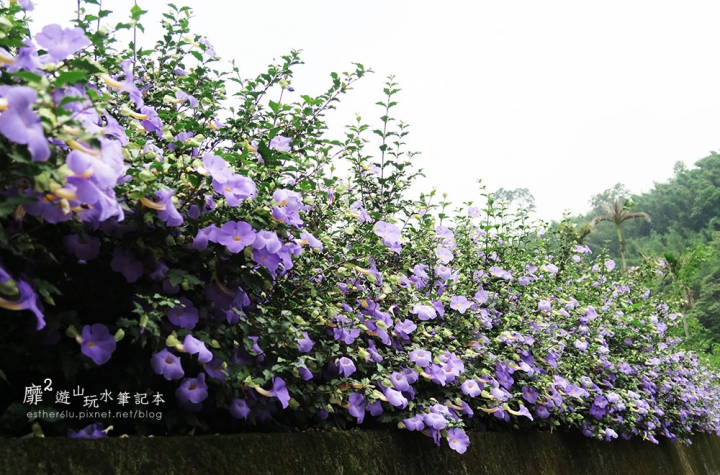 桃園大溪賞花一日遊~廣豐公園藍花楹百合 十一指古道油桐花 玫瑰山谷 湳溝客家麵  小玲冰果室