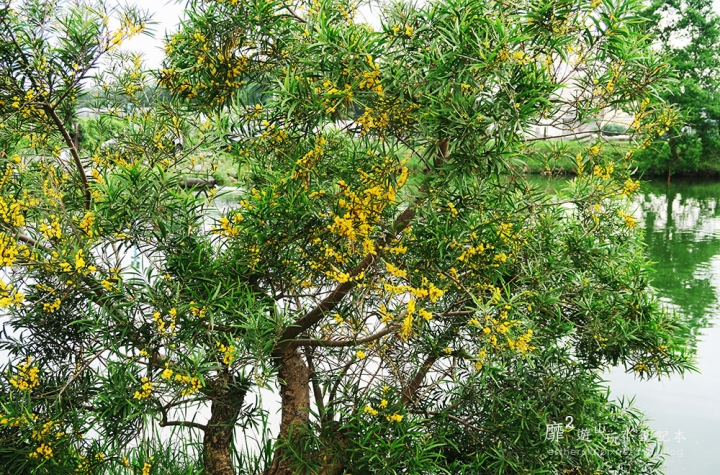桃園大溪賞花一日遊~廣豐公園藍花楹百合 十一指古道油桐花 玫瑰山谷 湳溝客家麵  小玲冰果室