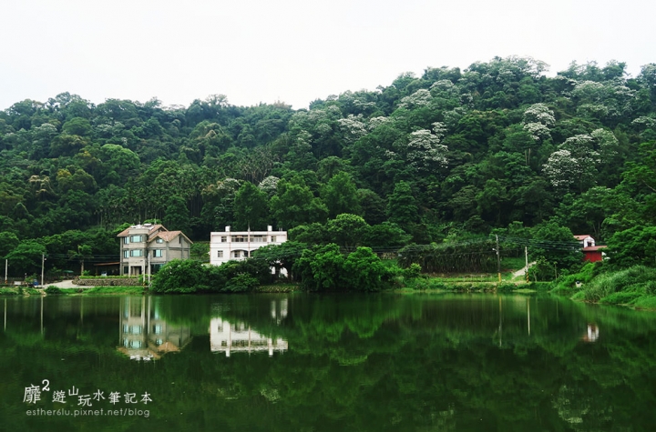 桃園大溪賞花一日遊~廣豐公園藍花楹百合 十一指古道油桐花 玫瑰山谷 湳溝客家麵  小玲冰果室