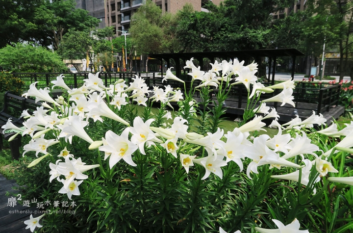 桃園大溪賞花一日遊~廣豐公園藍花楹百合 十一指古道油桐花 玫瑰山谷 湳溝客家麵  小玲冰果室