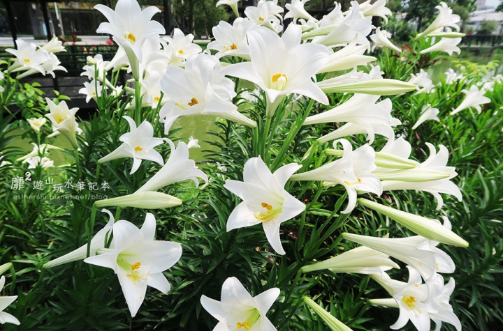 桃園大溪賞花一日遊~廣豐公園藍花楹百合 十一指古道油桐花 玫瑰山谷 湳溝客家麵  小玲冰果室