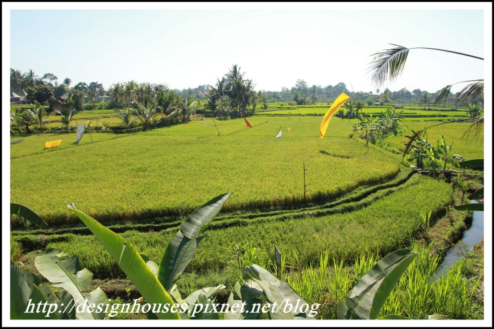 [峇里島 Bali住宿推薦] Ubud Padi villas 烏布帕迪別墅｜獨棟稻田景VILLA房型、特色早餐自由行